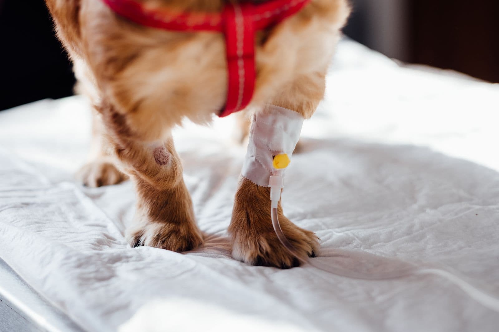 A small dog receiving intravenous treatment at a veterinary clinic