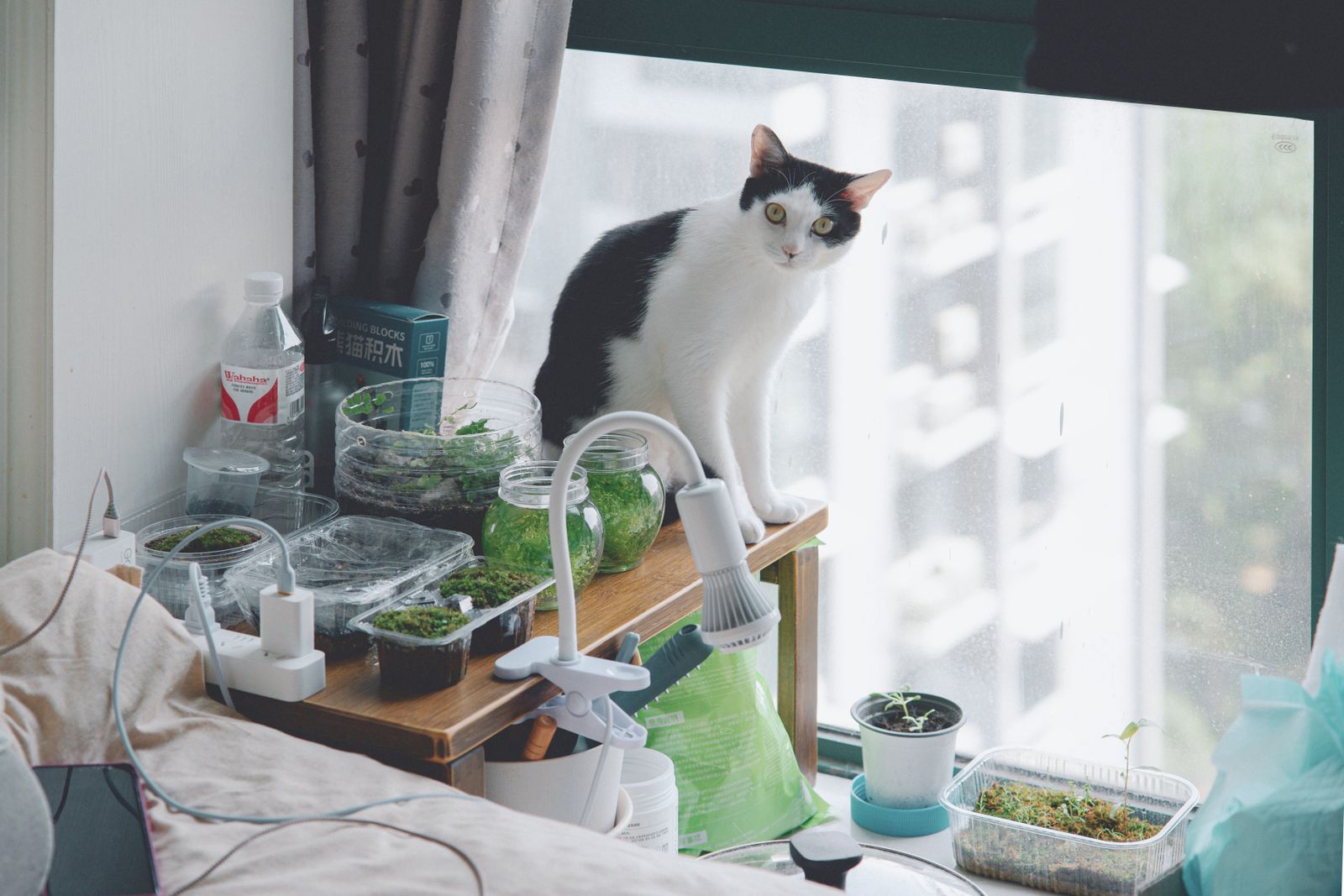 A cat exploring an indoor plant-filled room by a window