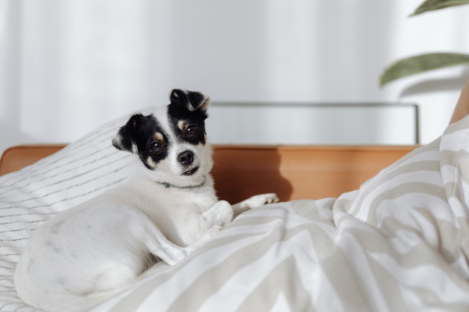 A dog lying in a raised-sided pet bed
