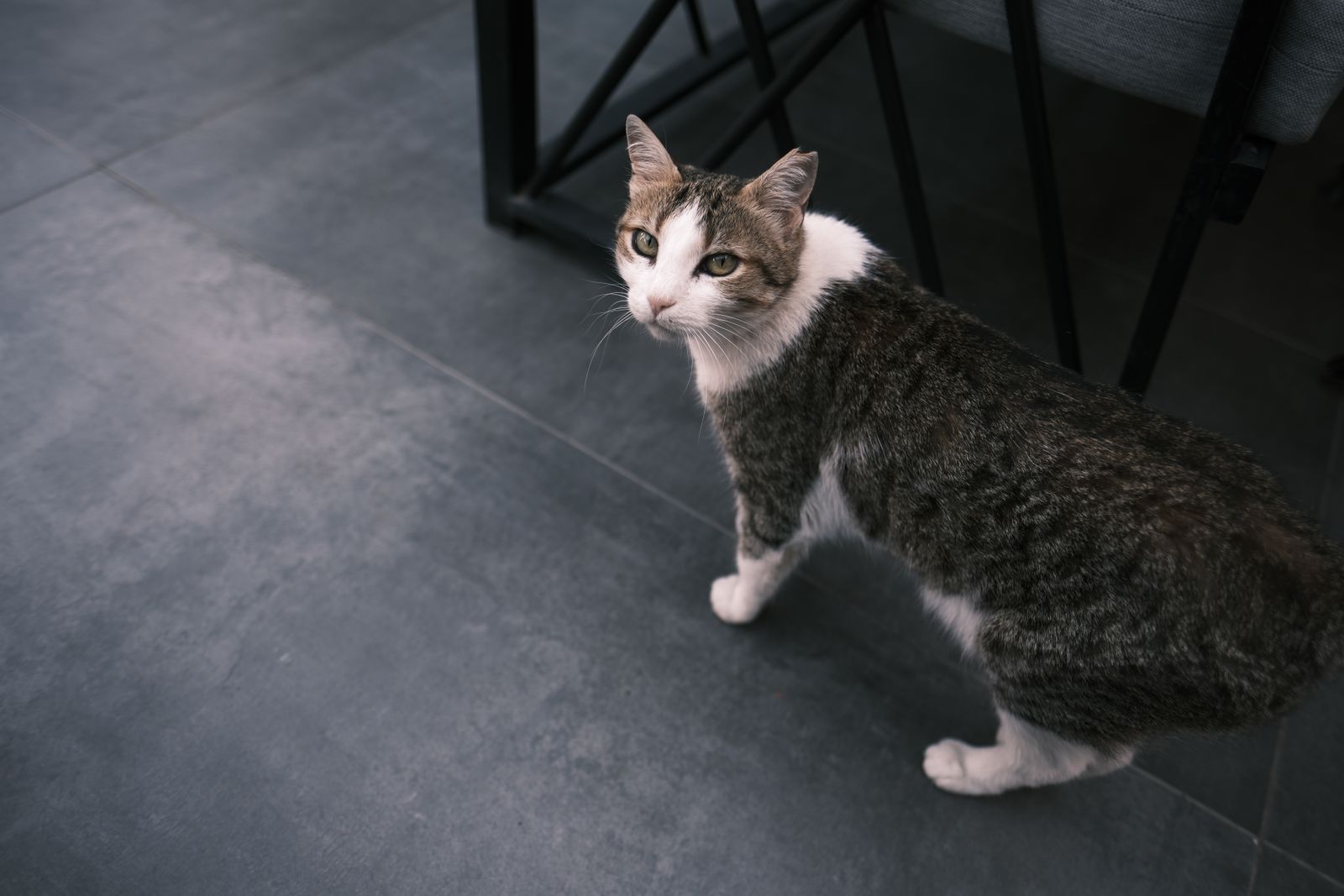 A tabby cat standing on a tiled floor indoors