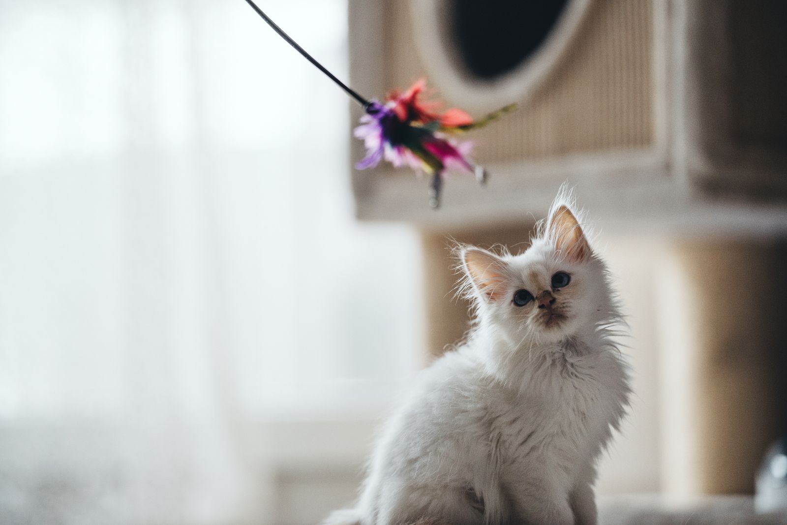 A kitten mid-pounce on a table
