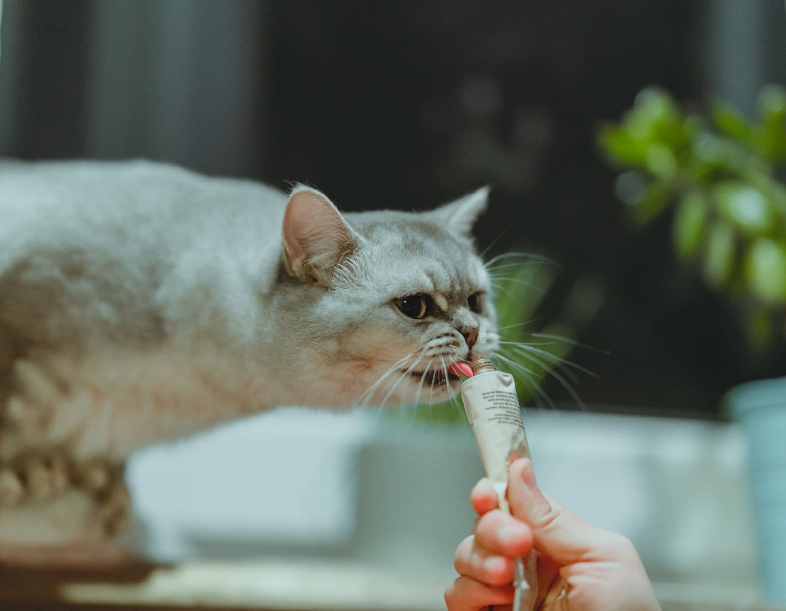 A grey British Shorthair cat licking a cream treat from a tube held in a person's hand