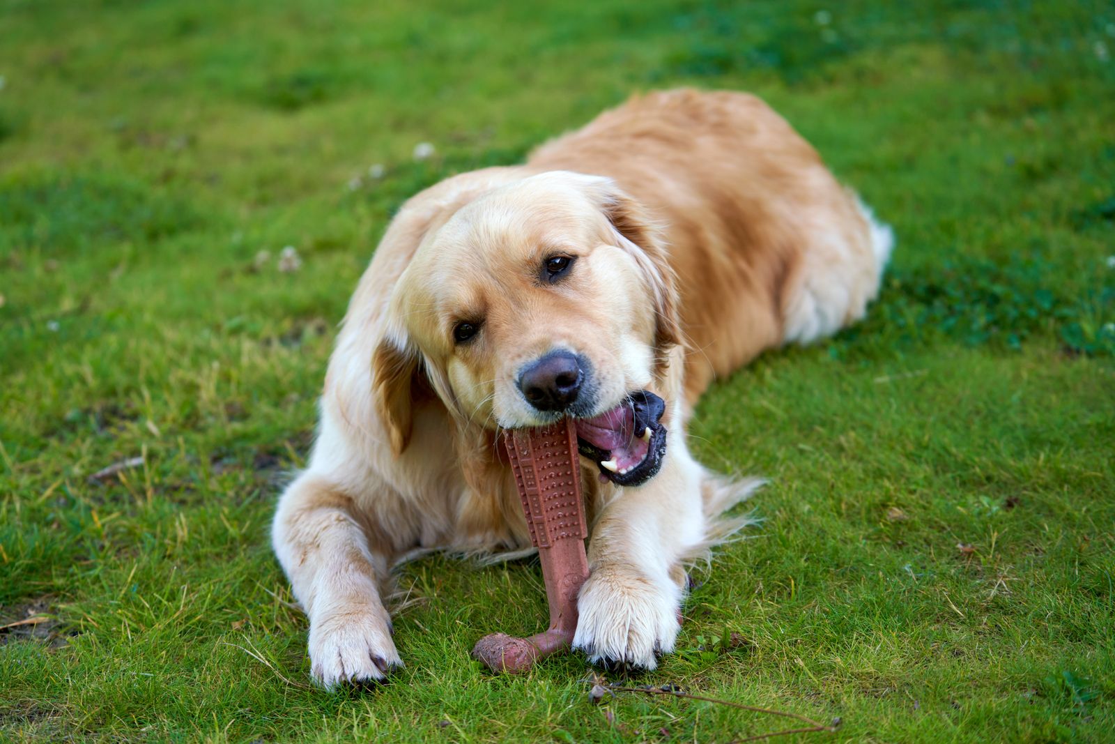A golden retriever lying on grass chewing a rubber toy