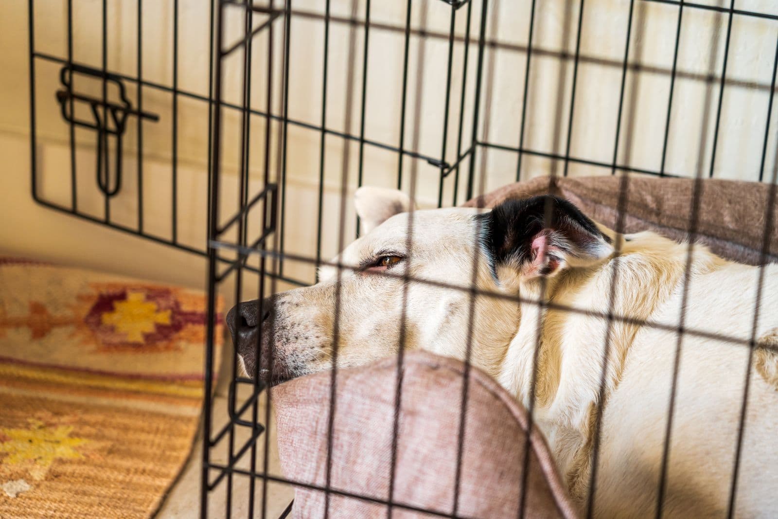A dog resting on a bed inside a wire crate