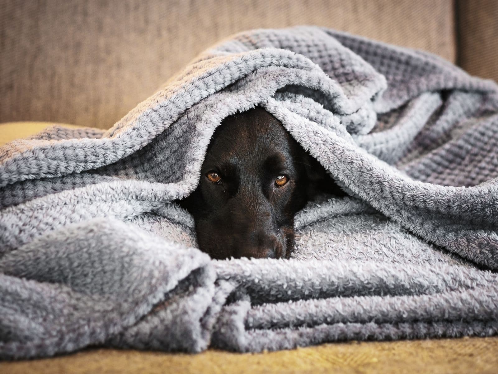 A black dog peering out from under a grey fleece blanket on a sofa