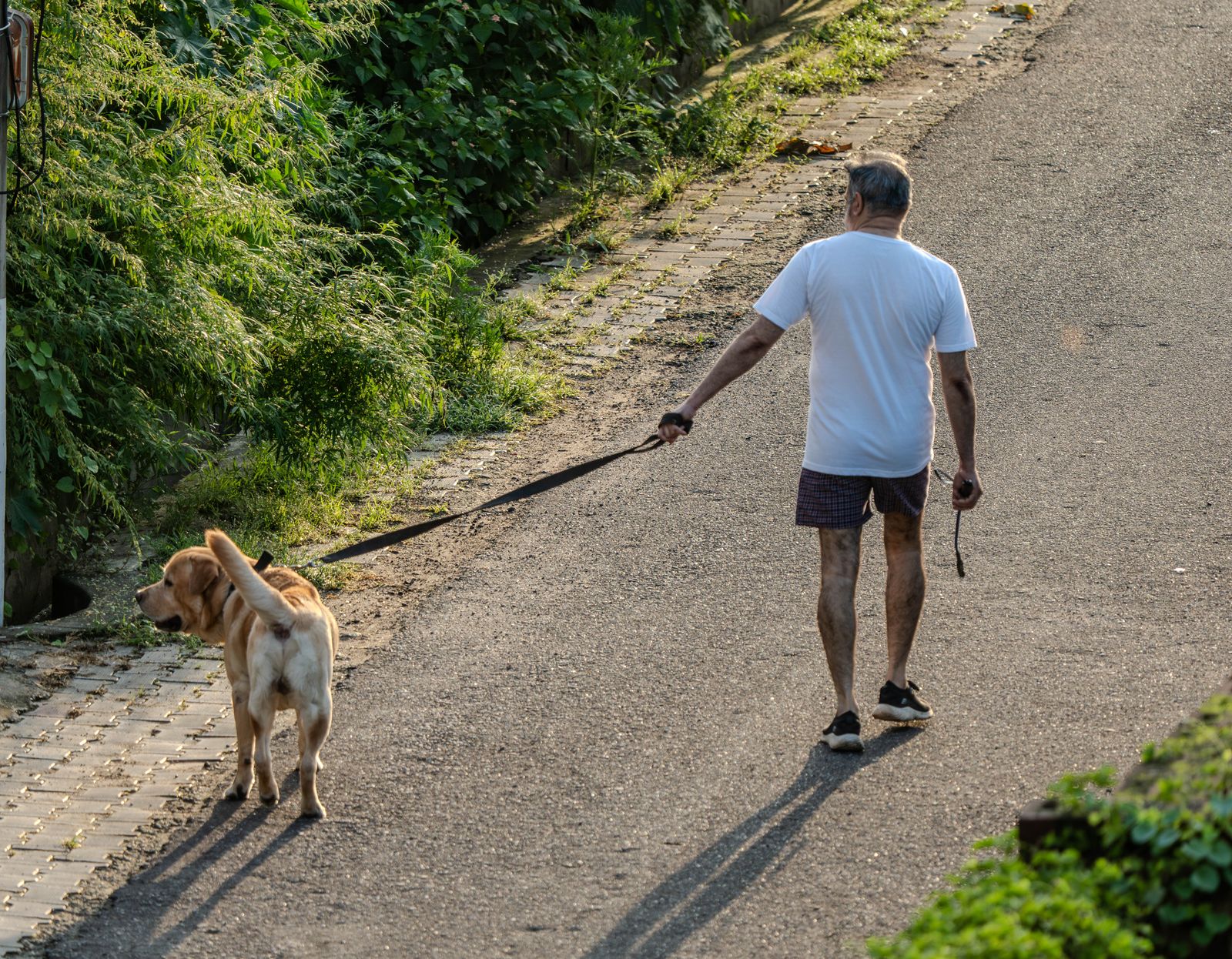 An older labrador on a walk with its owner