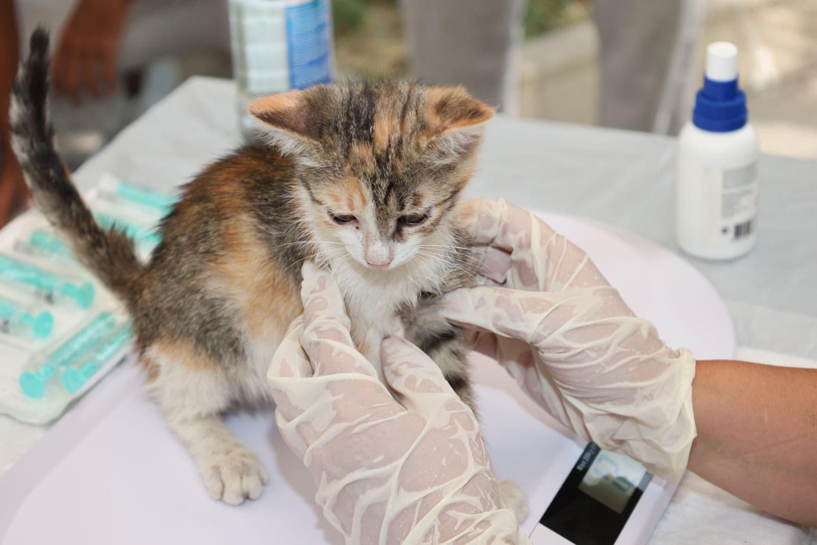 A veterinarian examining a kitten on a clinic table