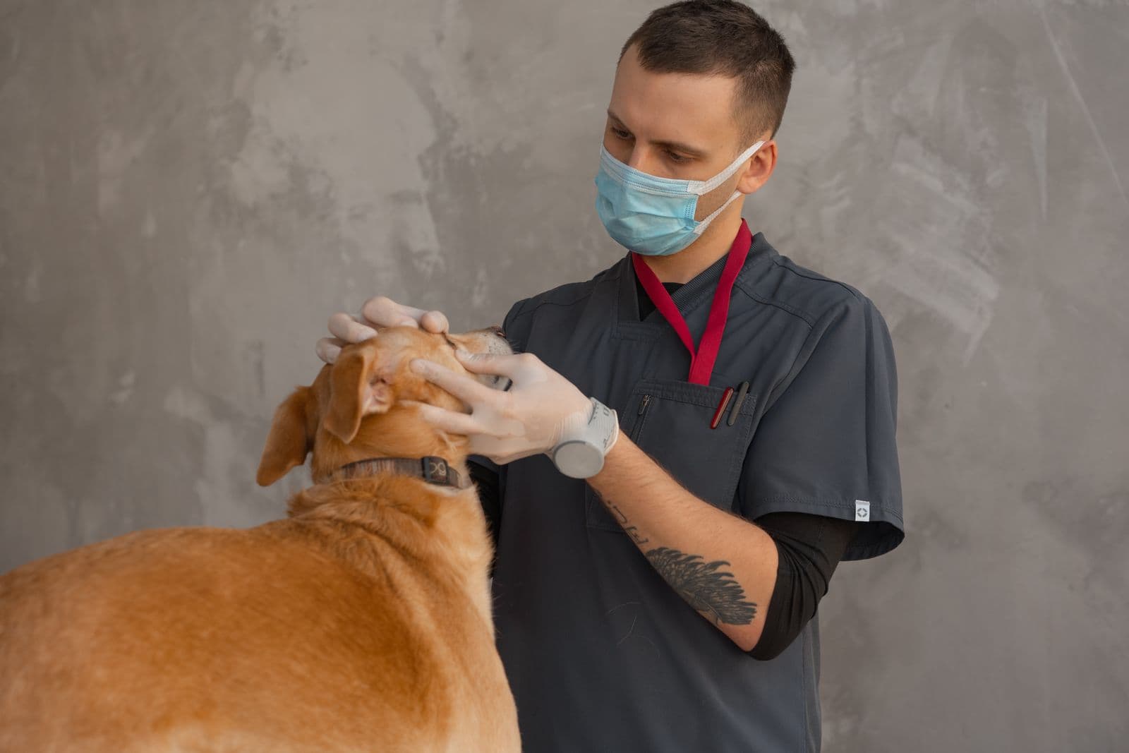 A veterinarian examining a dog during a clinic checkup