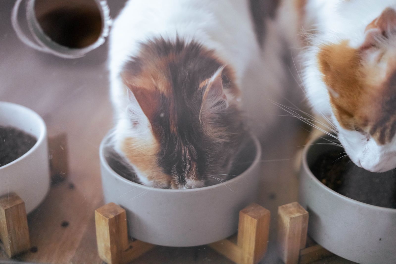 Two cats eating from bowls side by side