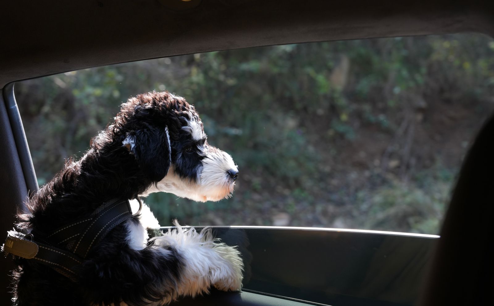 A dog looking out of a car window on a sunny day