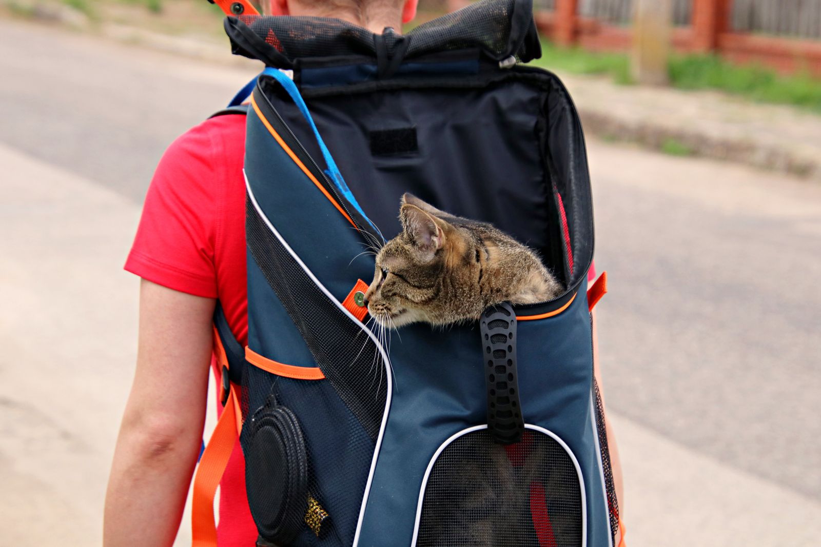 A tabby cat looking out of a backpack carrier