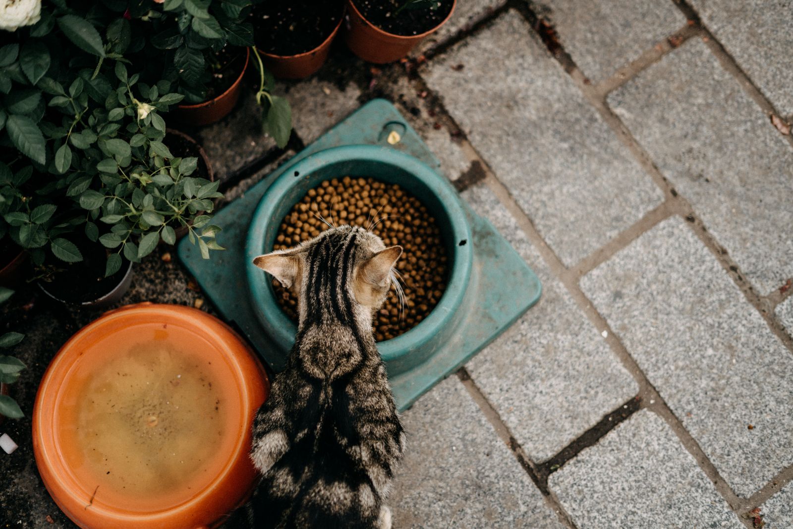 A tabby cat eating dry food from a bowl, seen from above