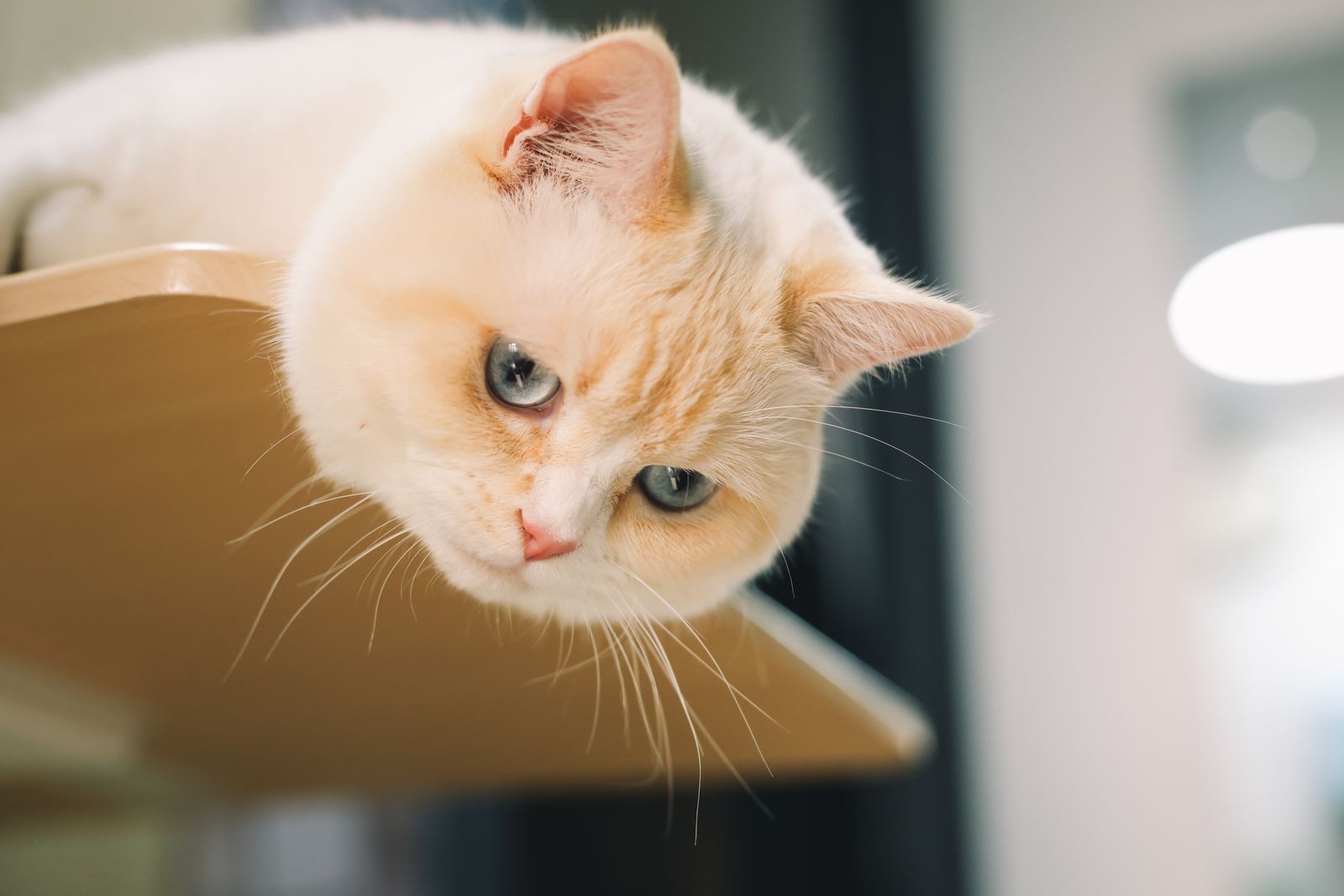 A ginger cat resting on a wooden shelf indoors