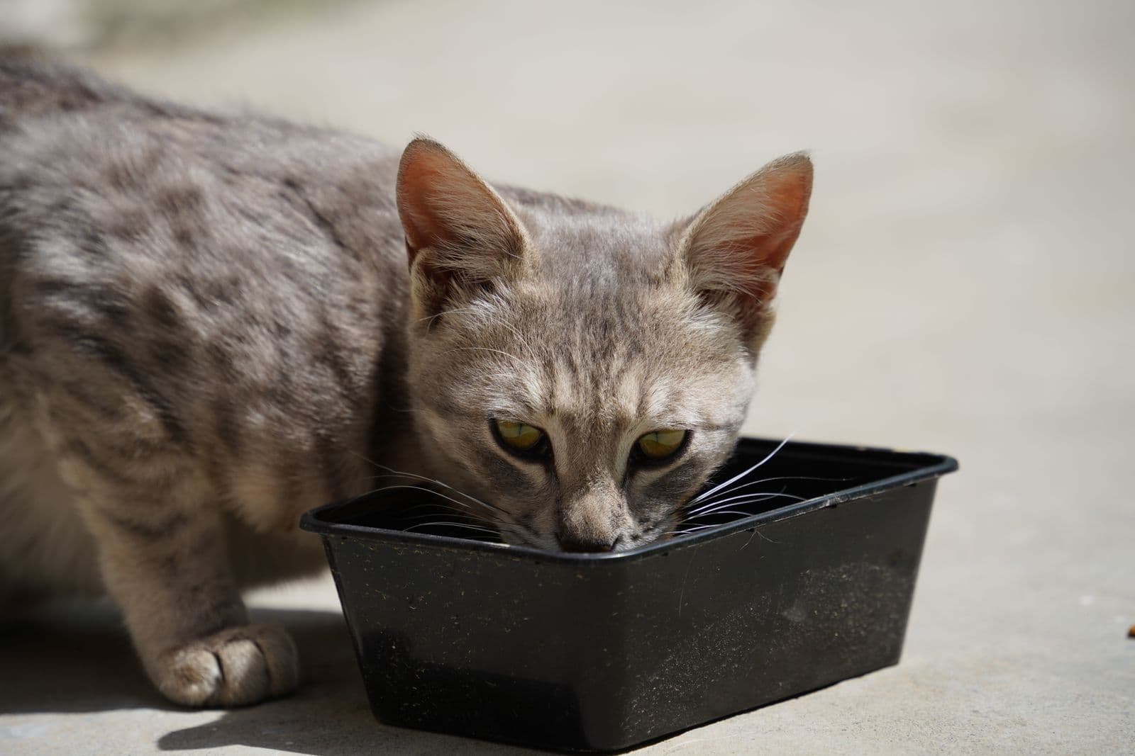 A tabby cat drinking water outdoors
