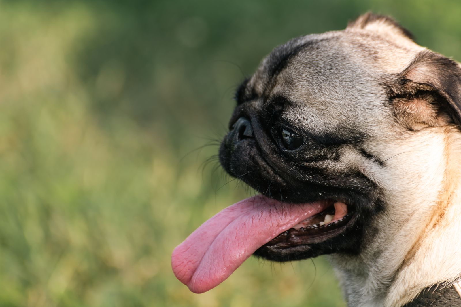 A panting pug outdoors in summer sunlight