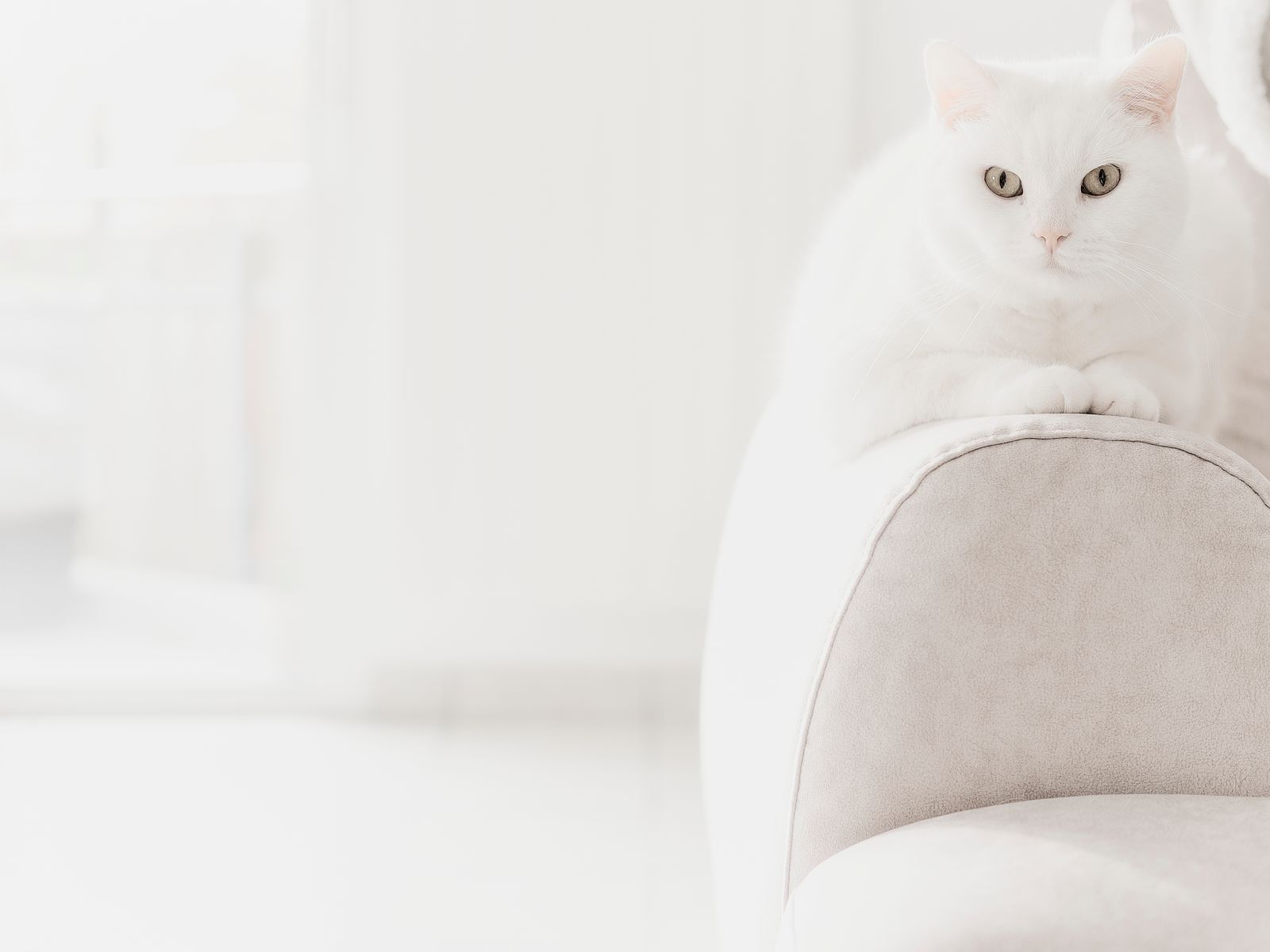 A white cat sitting on a minimalist sofa in soft daylight