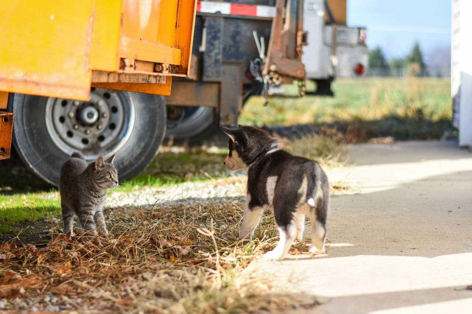 A black and white husky puppy and a grey tabby cat stand face to face on dry grass beside a parked trailer, watching each other