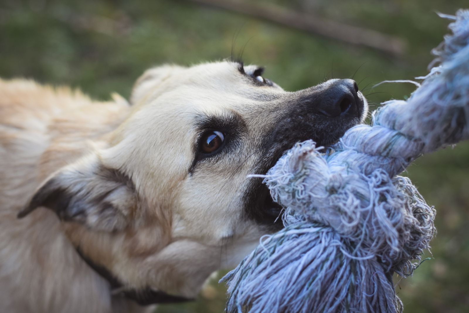 A dog biting a rope toy outdoors