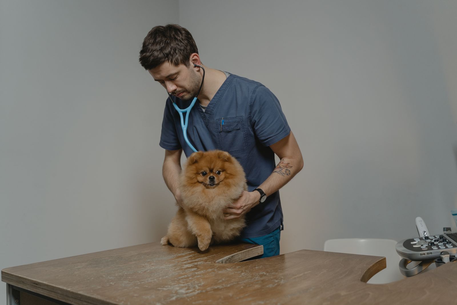 A small dog being examined with a stethoscope at a veterinary clinic