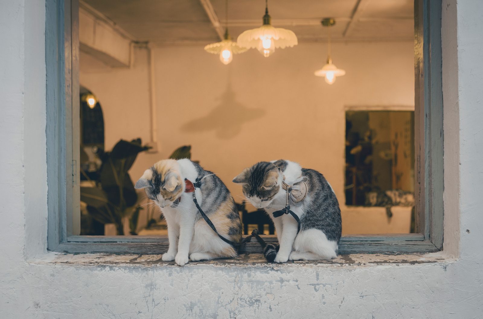 Two cats sitting on a sunlit windowsill indoors
