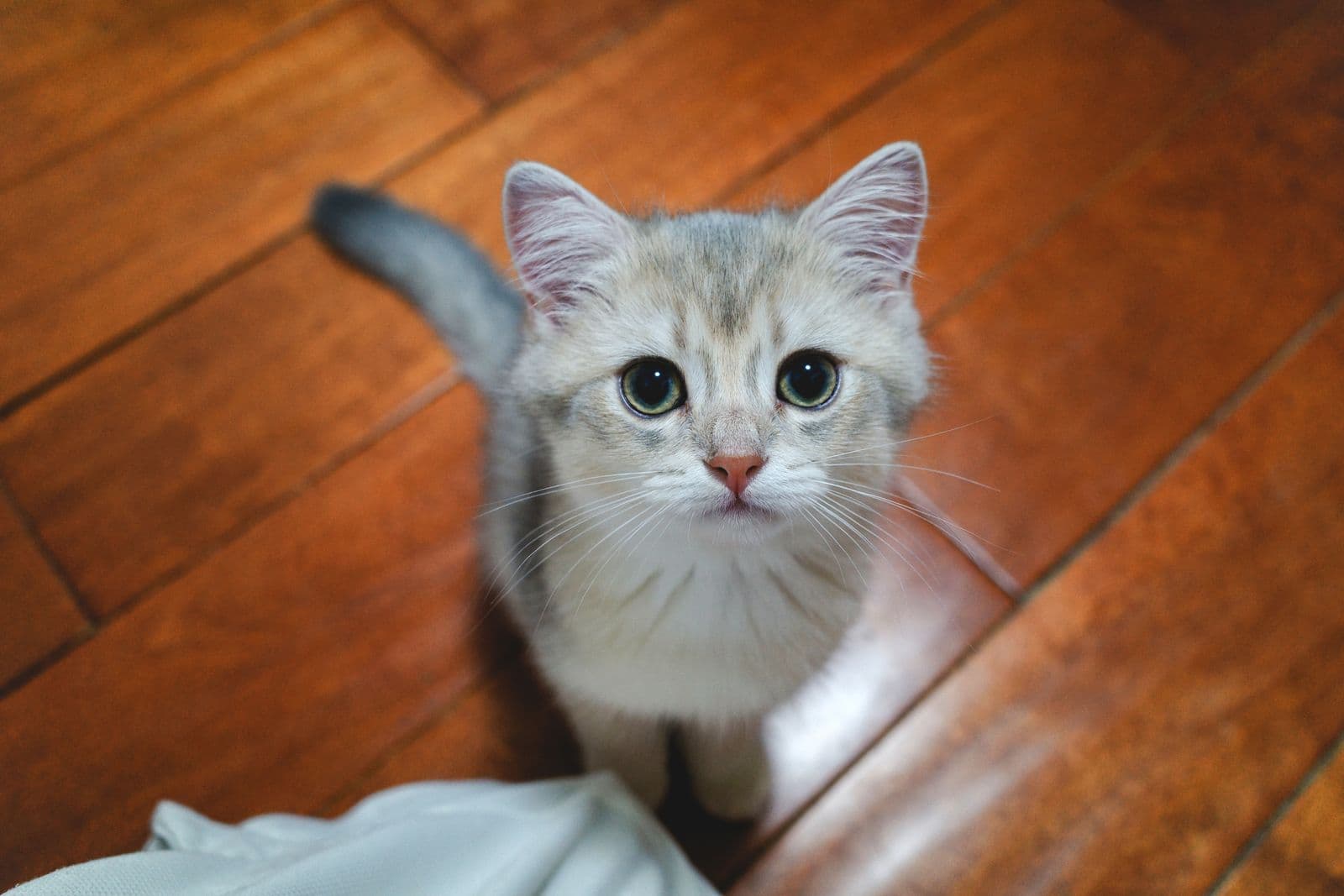 A fluffy grey and white kitten sitting on a wooden floor indoors, looking up at the camera