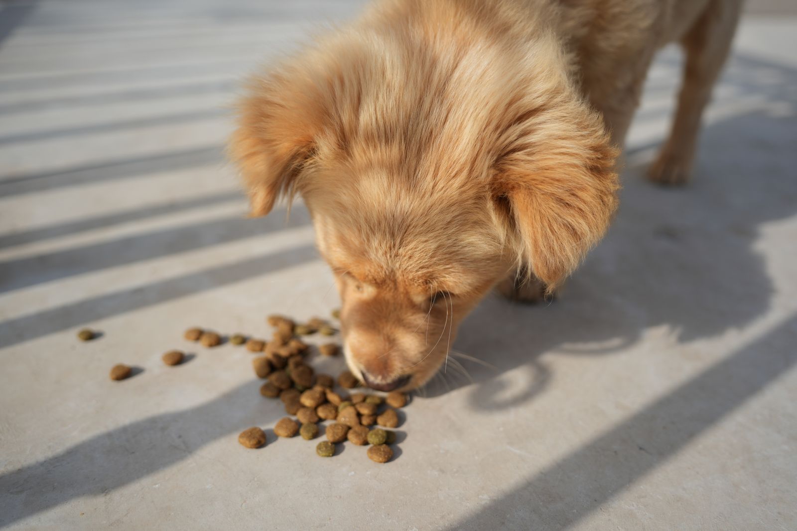 A golden puppy eating kibble from a bowl outdoors in the sun
