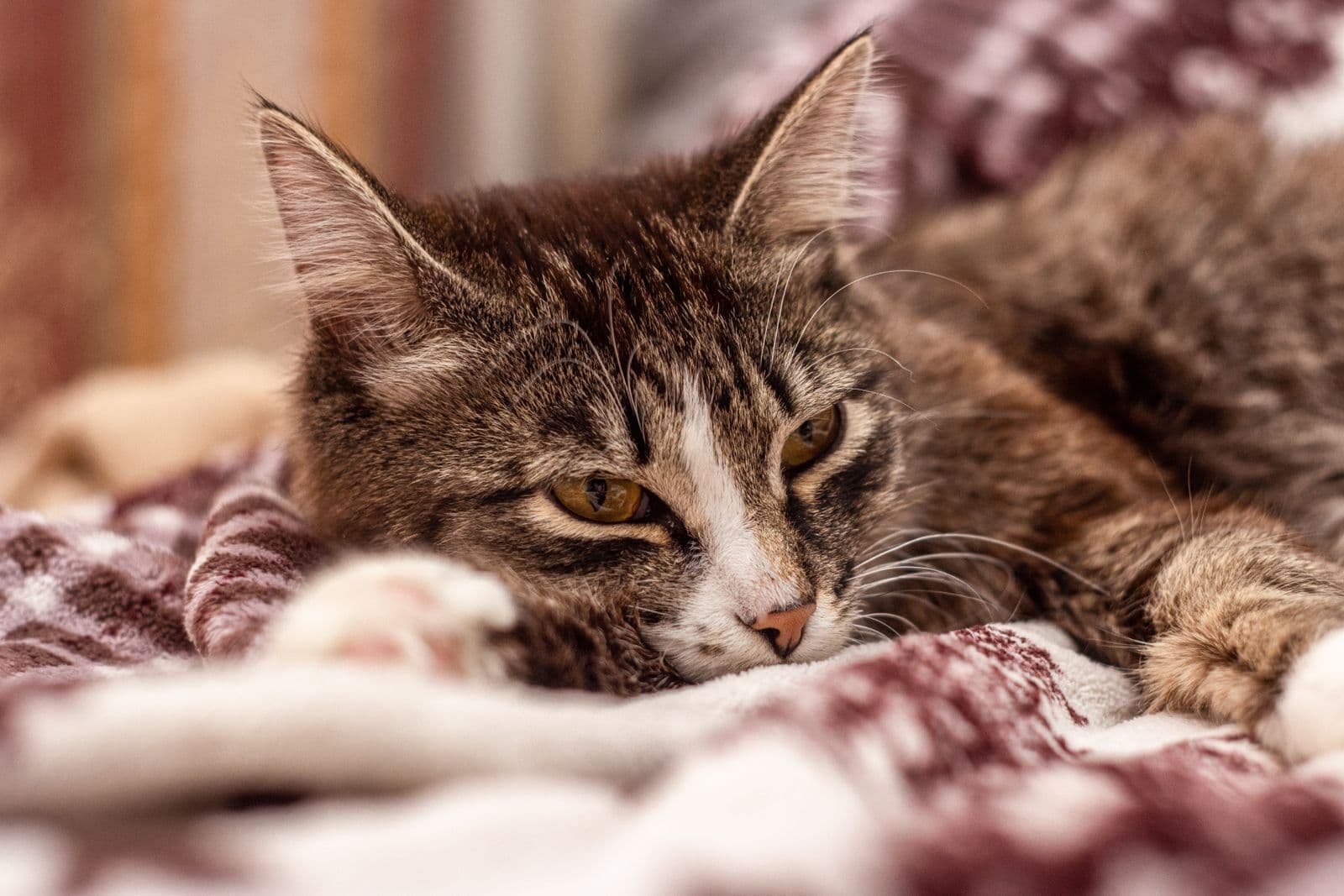 A sleepy tabby cat resting on a blanket