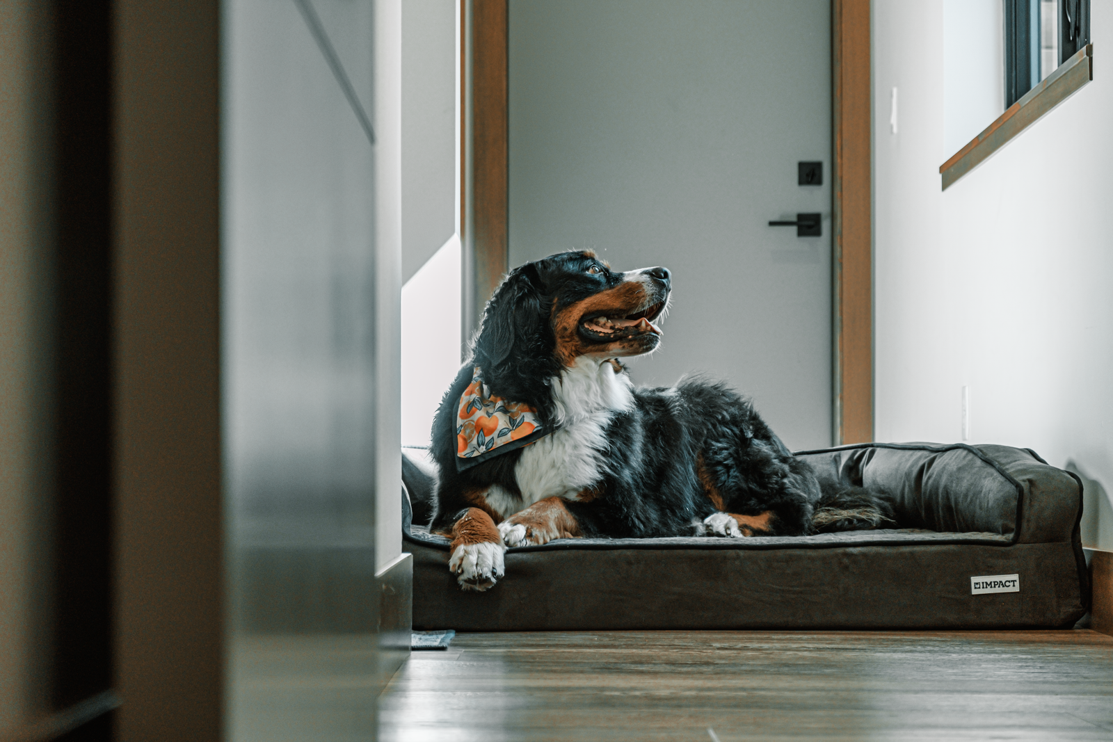 A Bernese mountain dog lying on a cushioned pet bed indoors