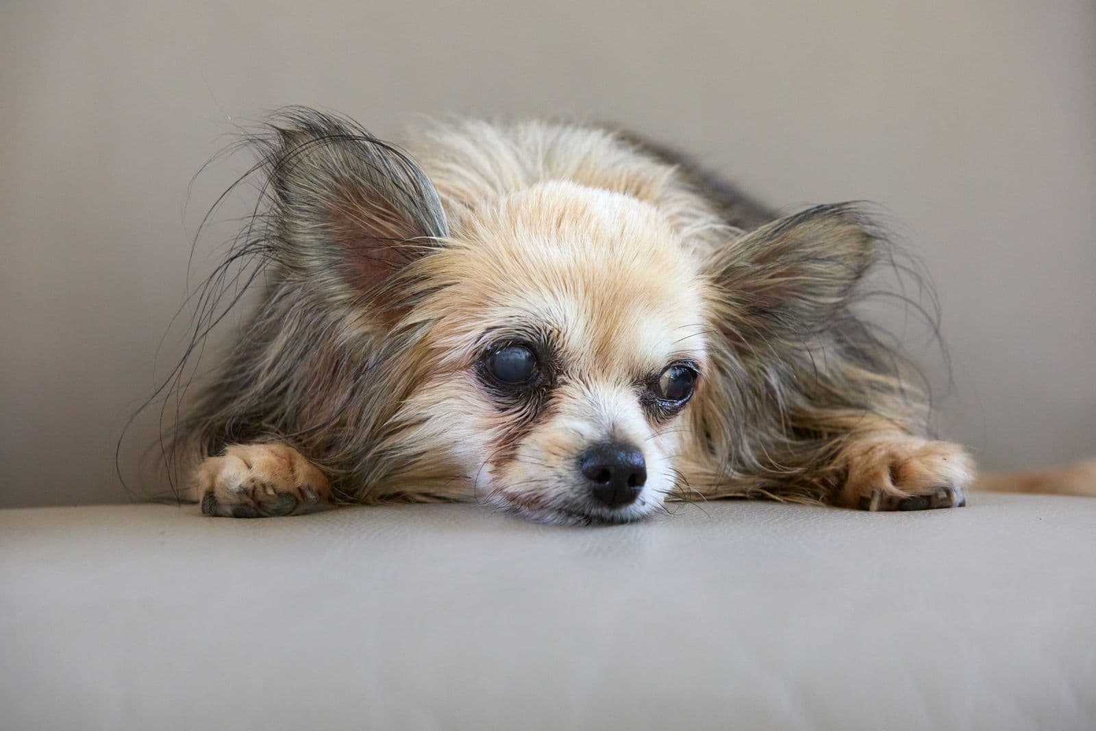 A senior long-haired chihuahua resting indoors