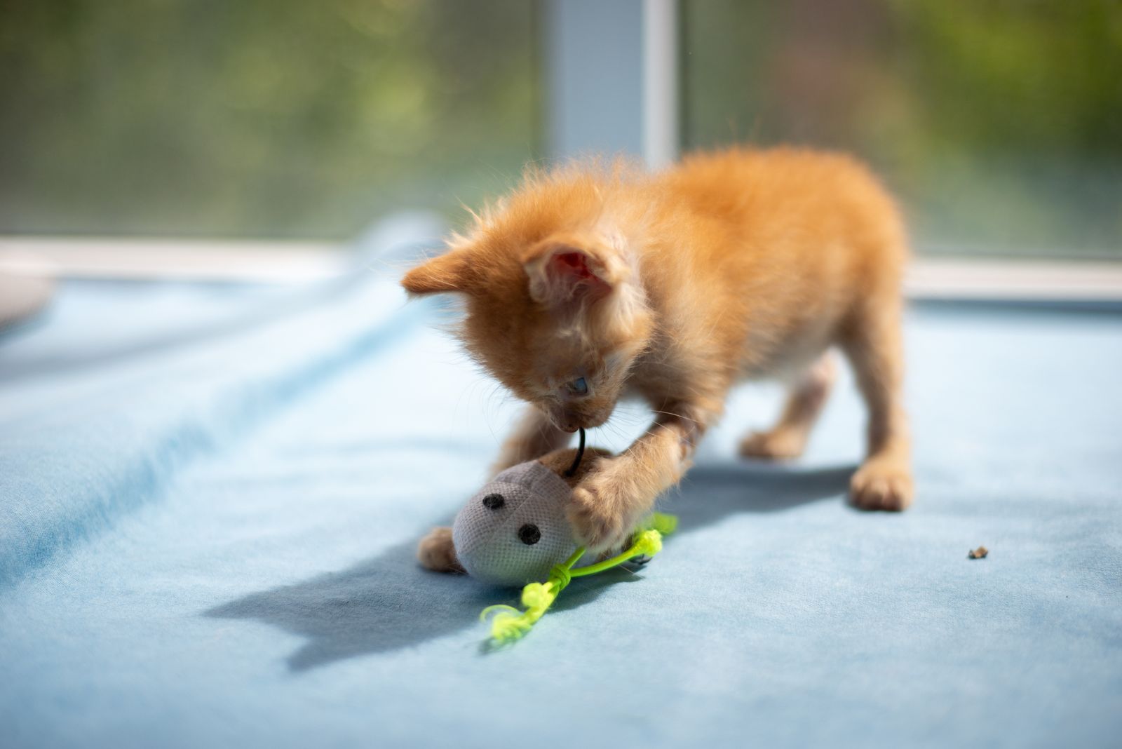 A kitten playing with a toy mouse on a blanket