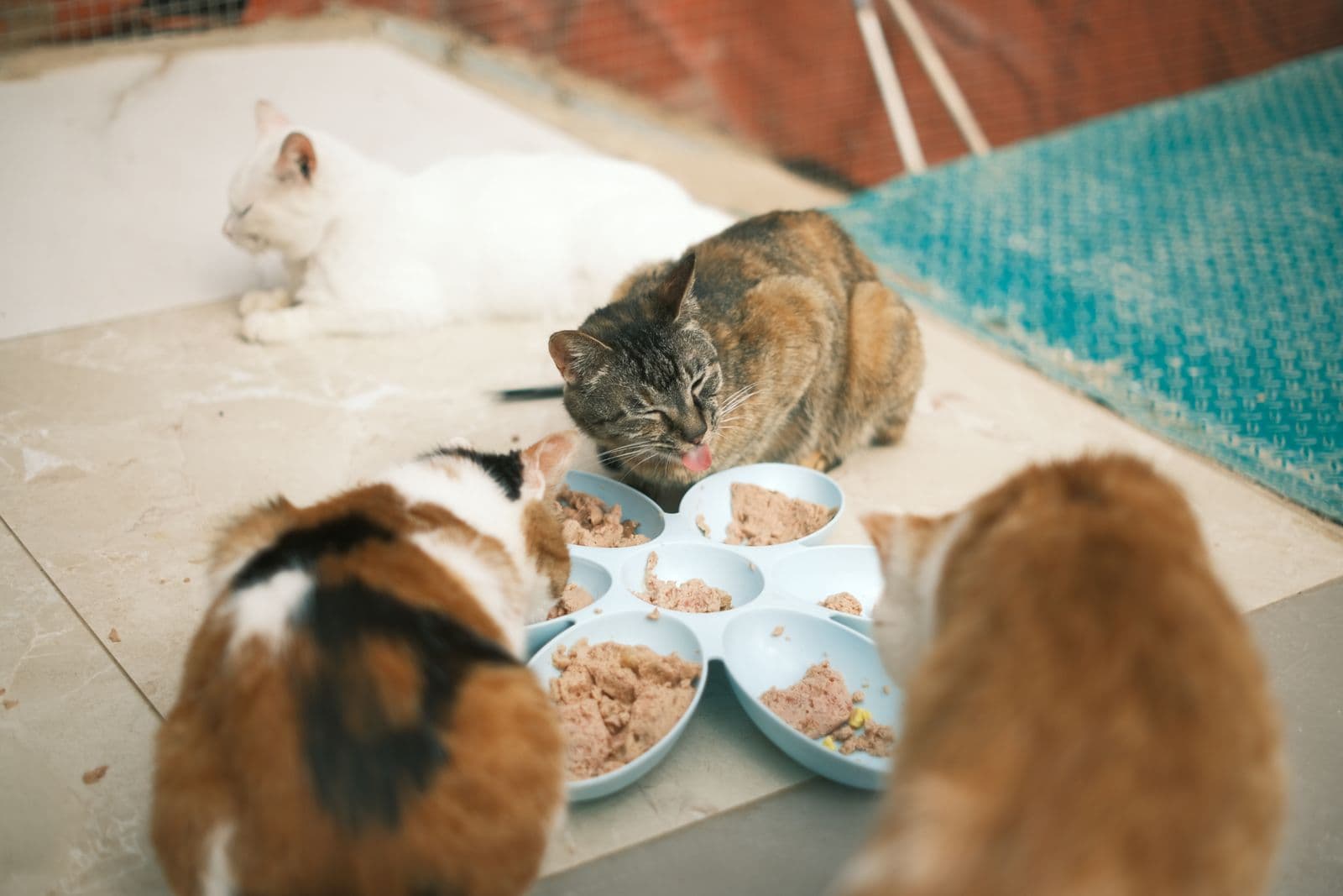 Four cats gathered around a divided blue dish of pate-style wet food on a tiled floor, one tabby licking its lips