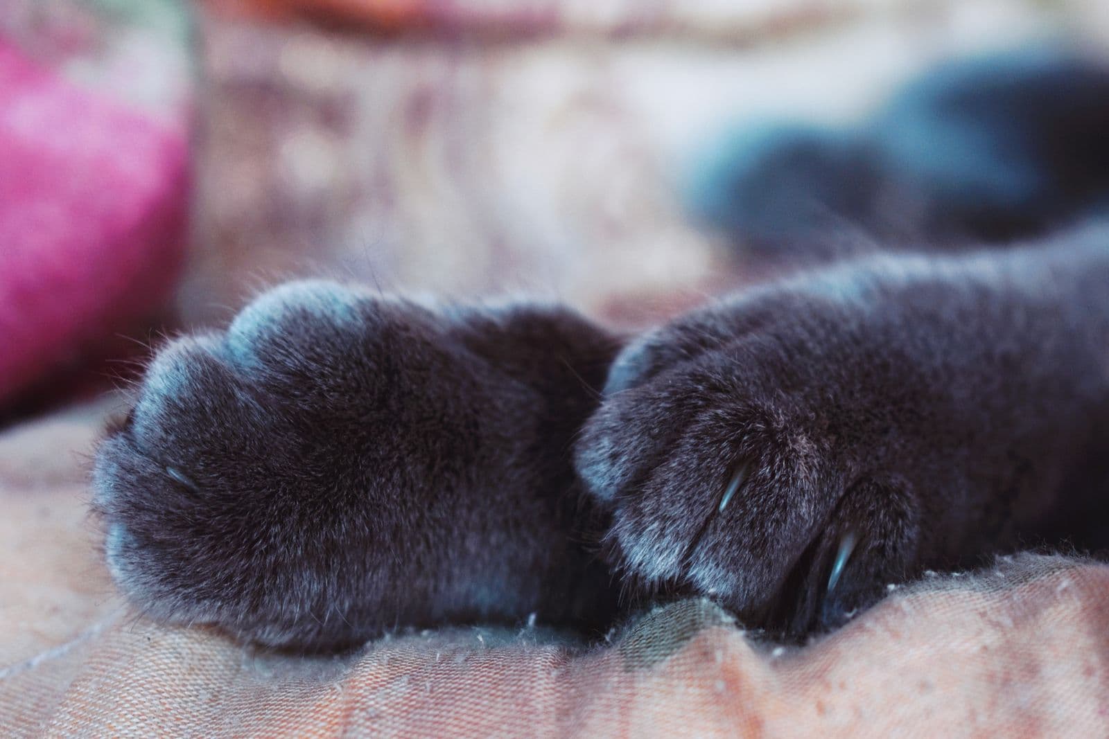 Close-up of a black cat's paws with claws visible against a blanket