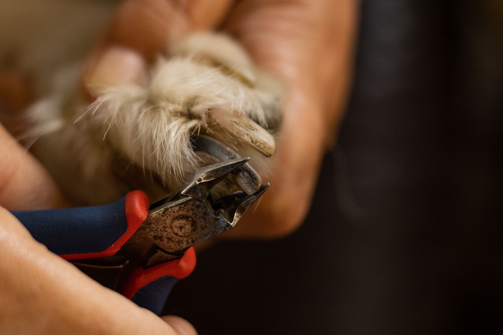 Close-up of a dog's nail being trimmed with clippers
