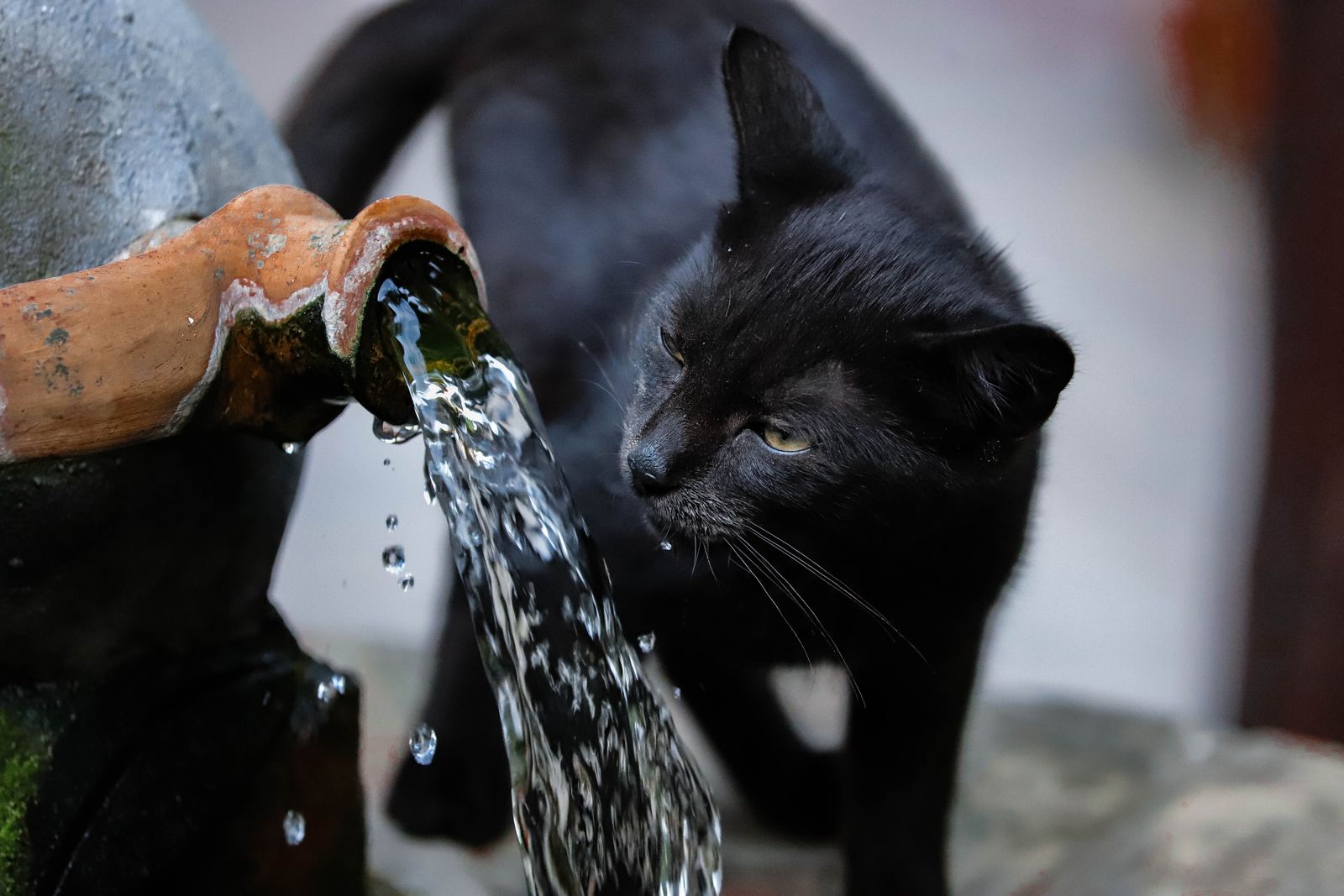 A black cat drinking from a water bowl