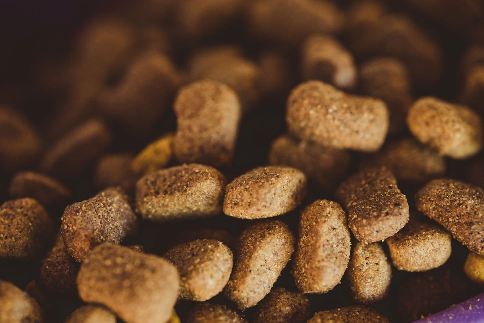 Close-up of dry dog food kibble