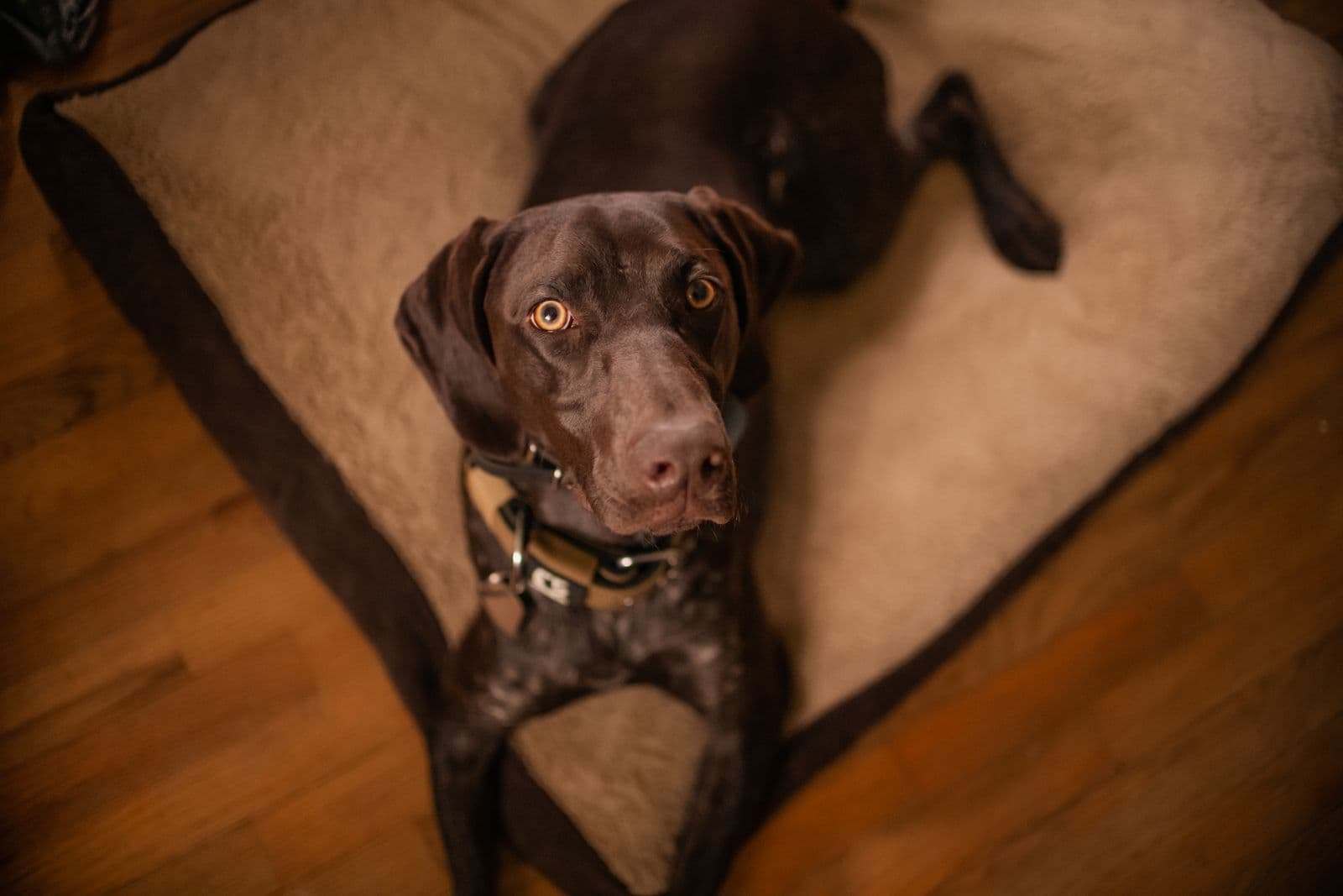 A large-breed dog lying on a cushioned dog bed indoors