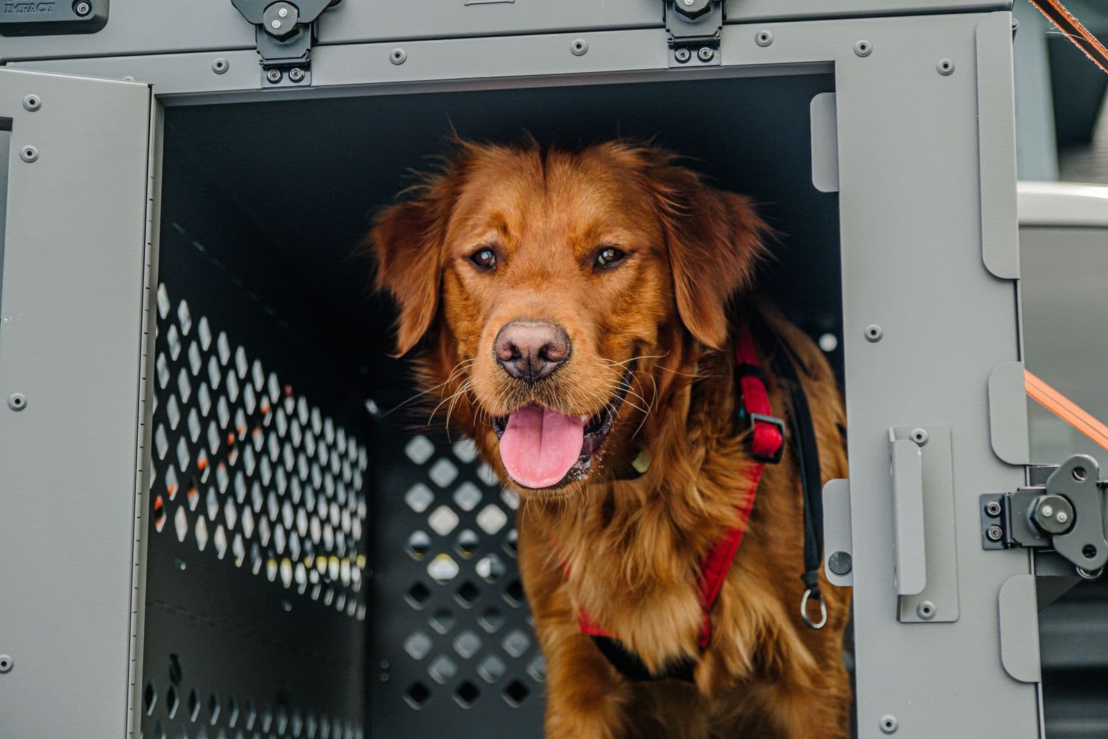 A golden retriever looking out of the open door of a rigid travel crate
