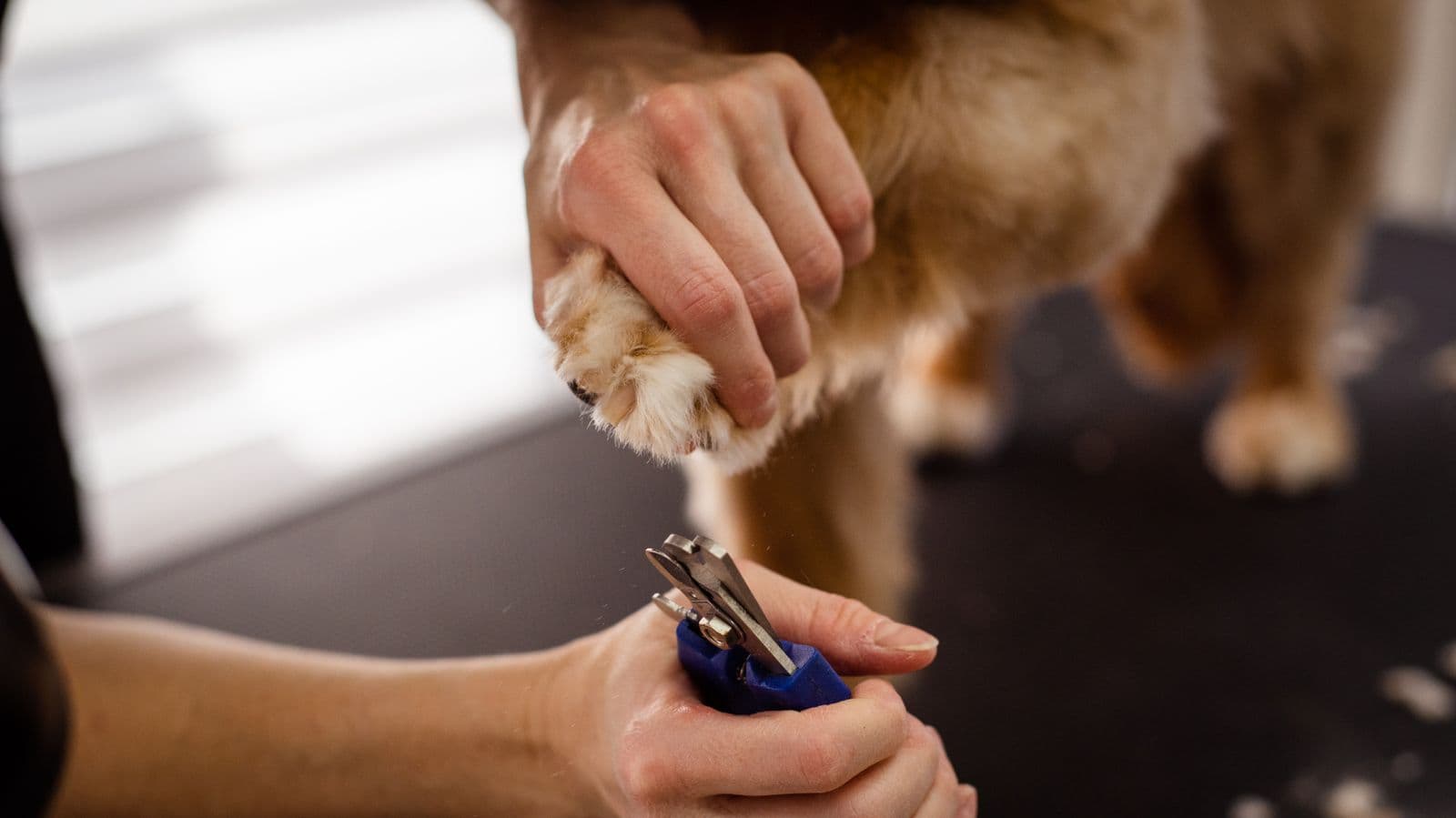 A groomer trimming a dog's nails with clippers