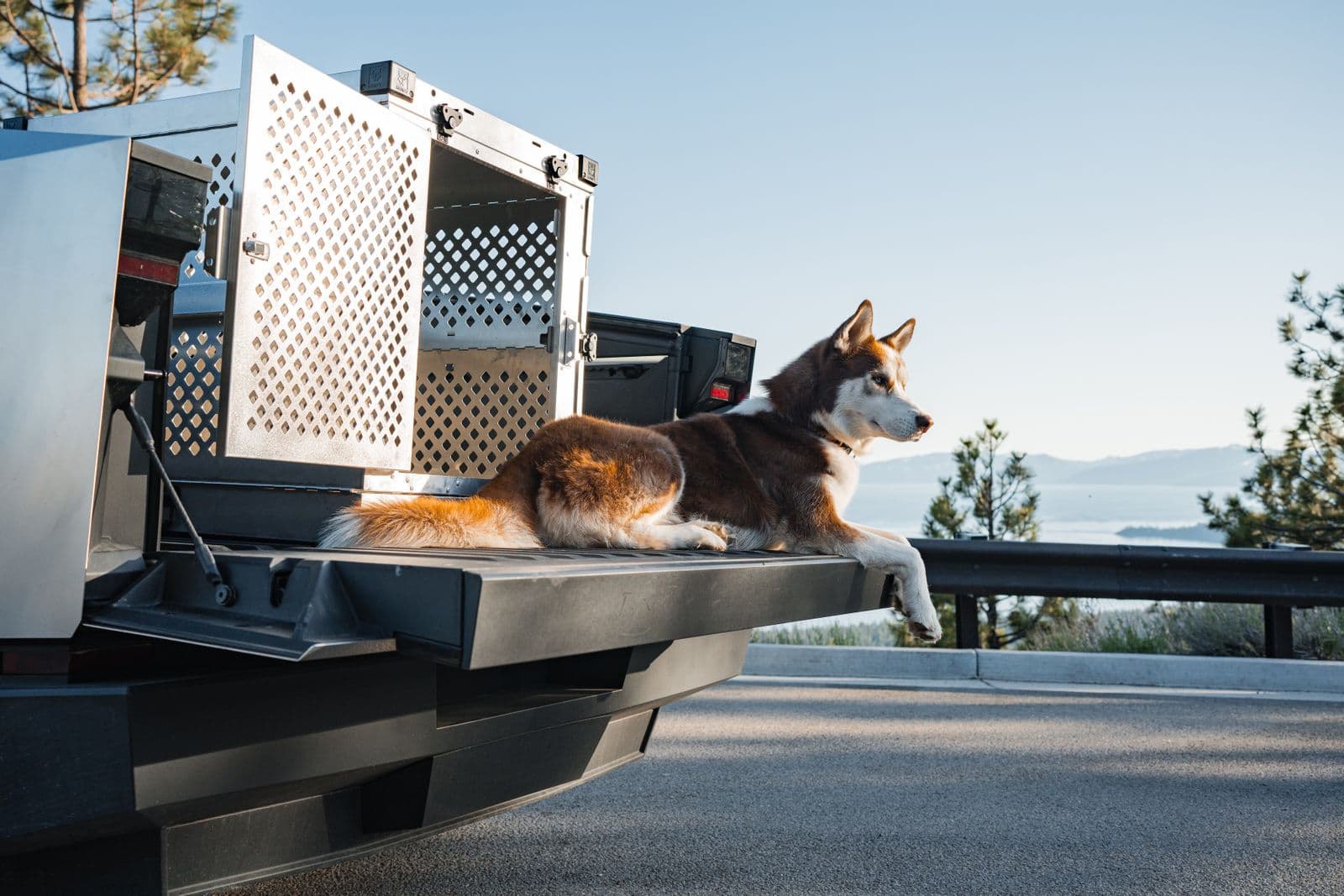 A husky sitting on the open tailgate of a pickup truck at sunset