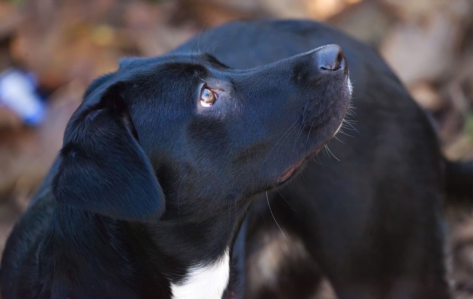 A black dog with a white chest patch and a glossy coat looking upward outdoors