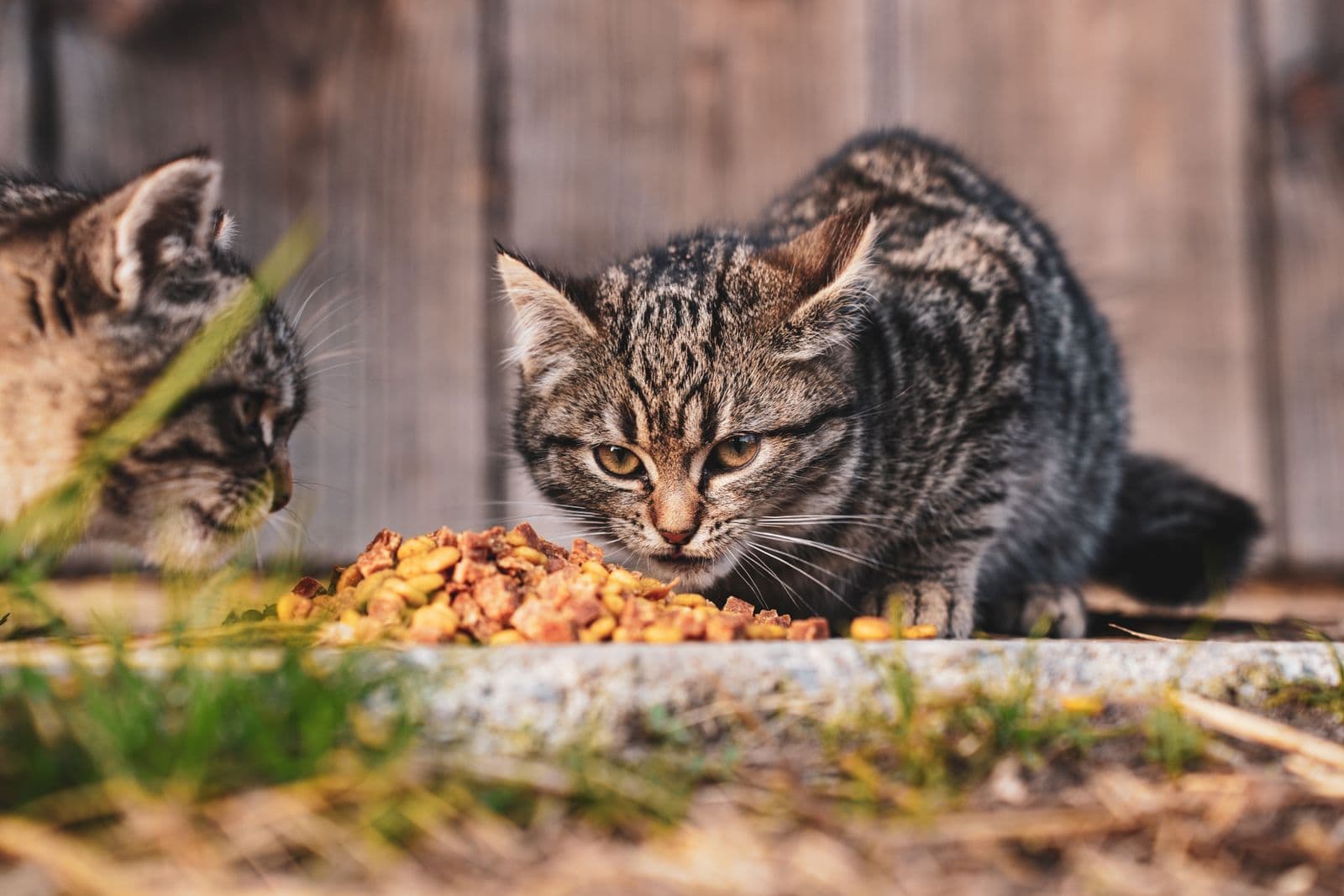Two young tabby kittens eating dry kibble from a stone ledge