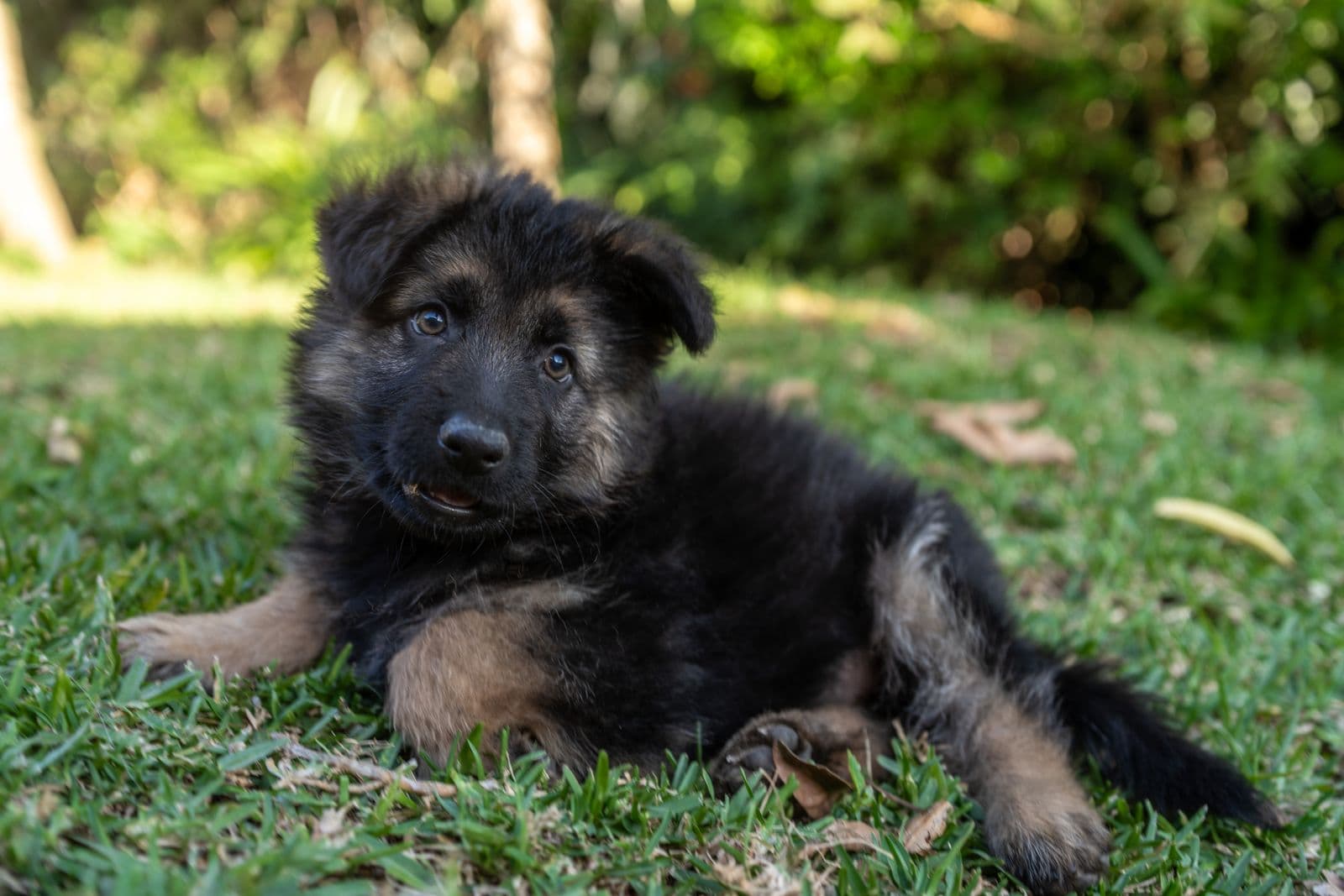 A German Shepherd puppy lying on grass outdoors