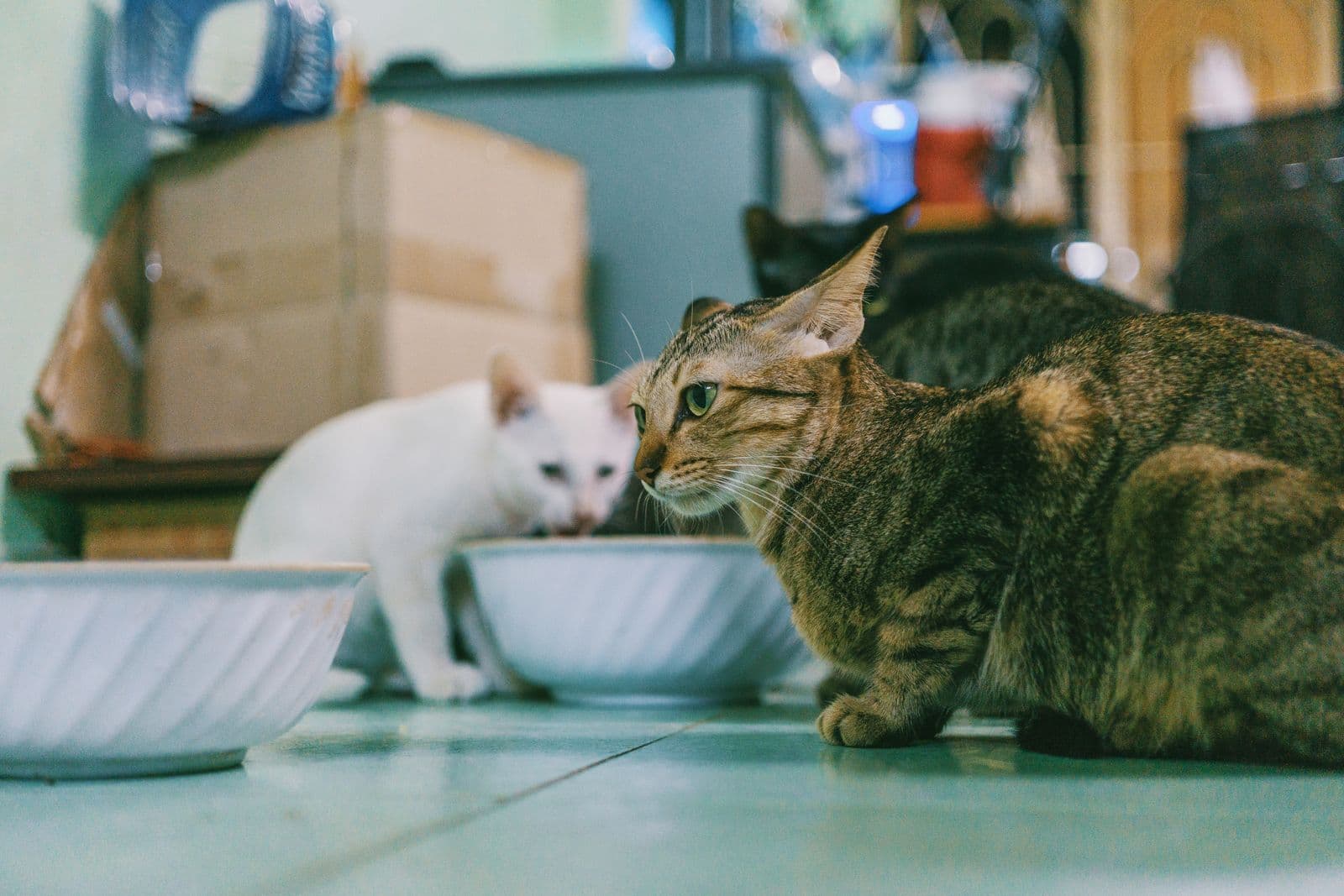 Three cats eating side by side from plain bowls on a tiled kitchen floor