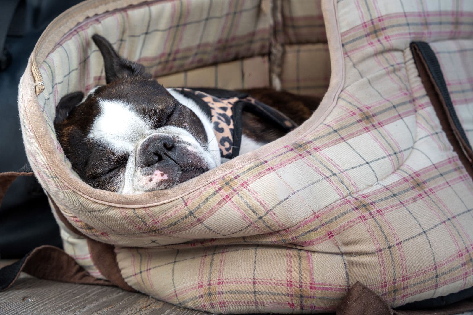 A Boston Terrier asleep inside a plaid soft-sided carrier bag with its zip open