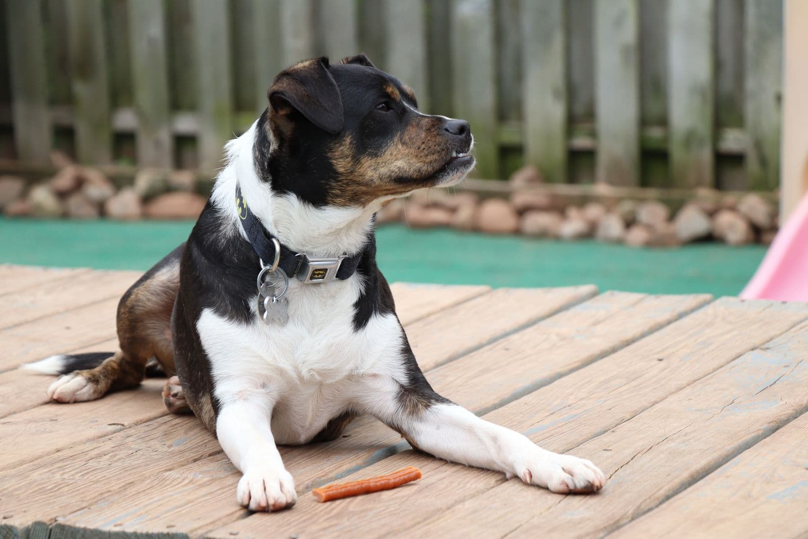 A mixed-breed dog lying on a wooden deck beside a chewy treat