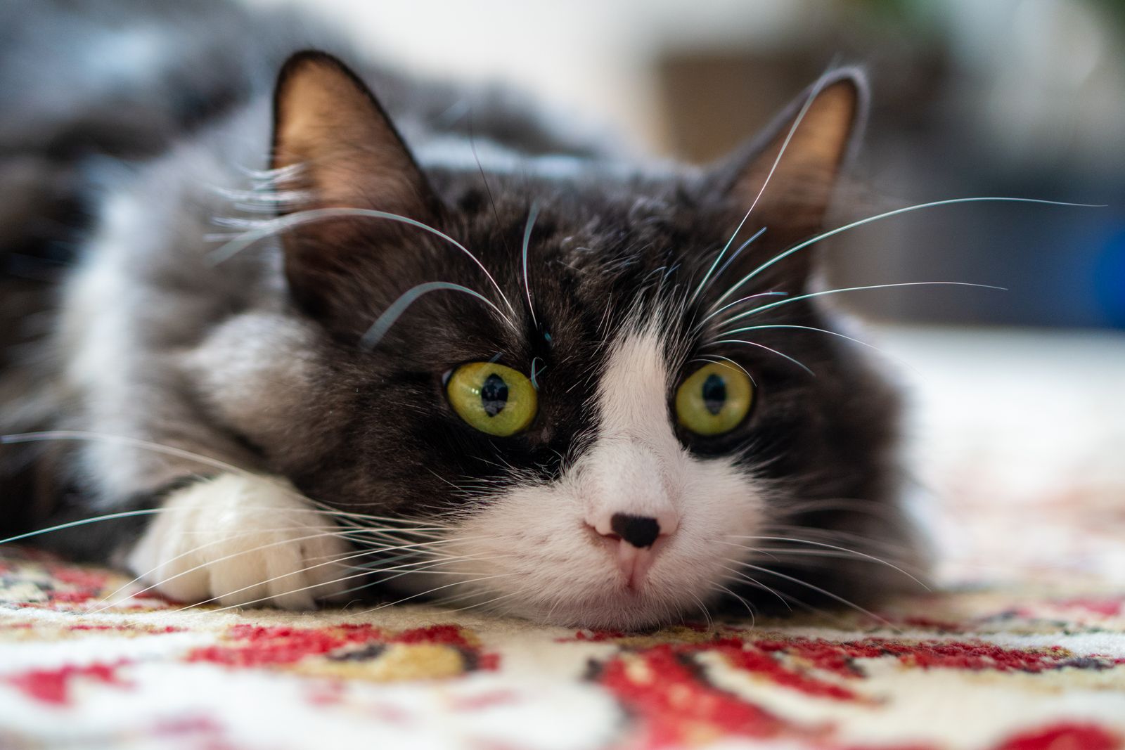 A fluffy black and white cat lying on a rug