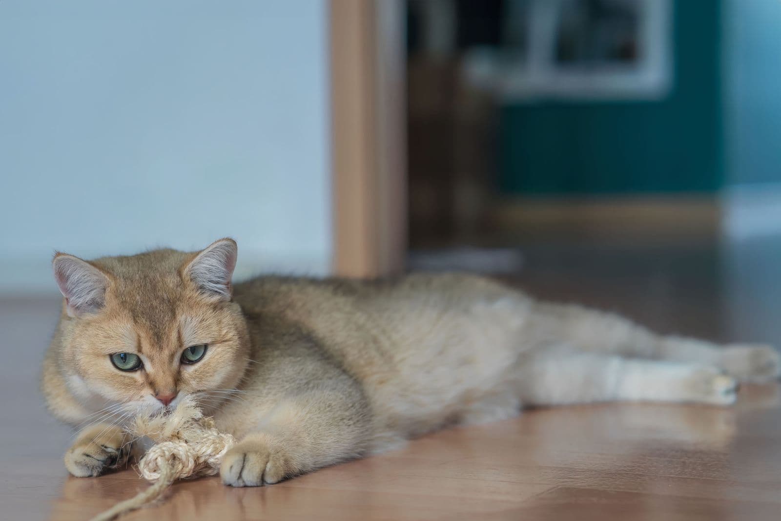 An adult cat lying on a wood floor chewing a rope toy