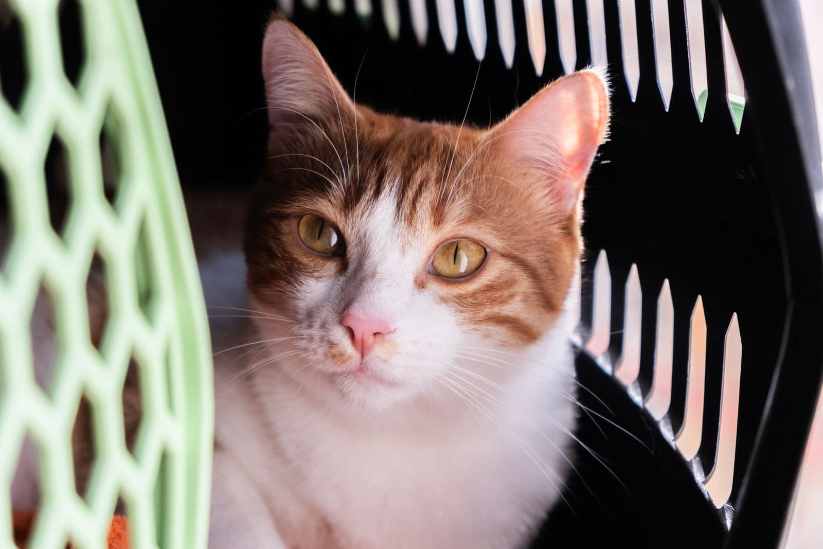 A tabby and white cat looking out from inside a hard-sided pet carrier