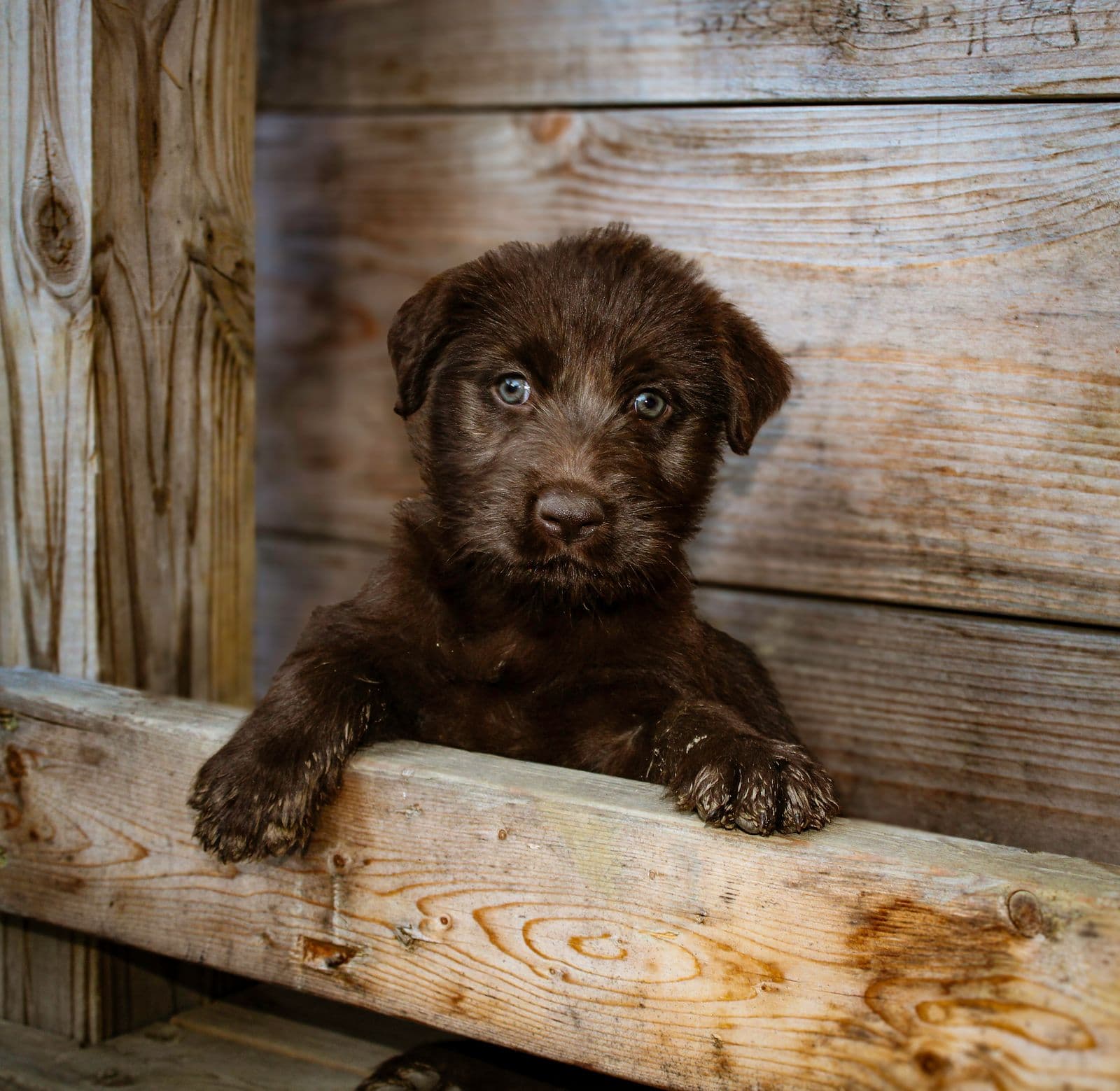 A brown puppy resting its front paws on the rail of a wooden pen