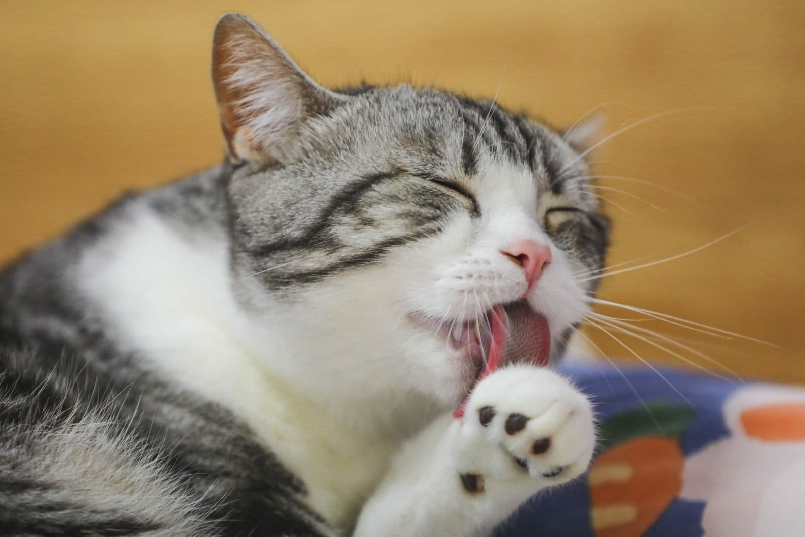 A grey and white tabby cat with its eyes closed, licking its paw to groom itself indoors